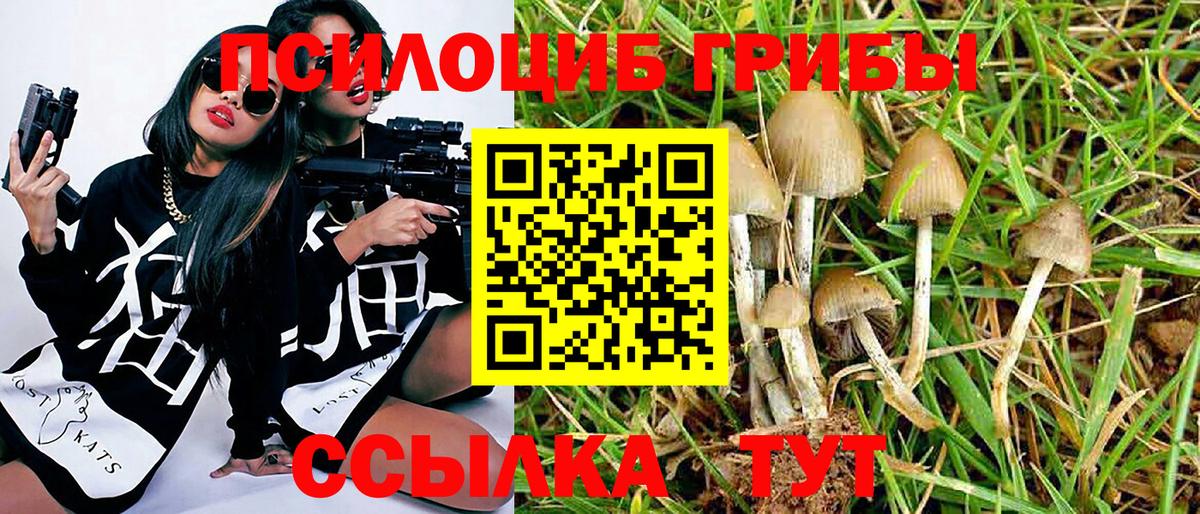Галлюциногенные грибы Psilocybe Холмск